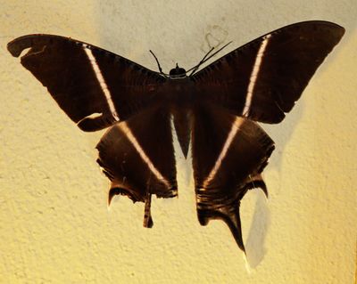 Tropical Swallowtail Moth (Ourapteryx sambucaria) M:t Kinabalu Malaysia Borneo 2018-03-29 Stefan  Lithner 
