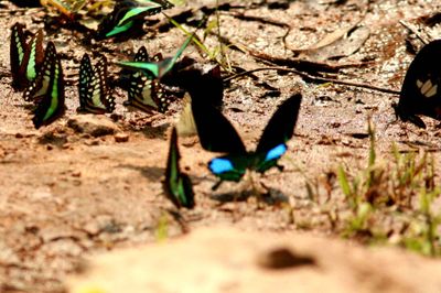 Common Banded Peacock Papilio crino Khao Yai  Thailanf 2010-01-31 Stefan  Lithner