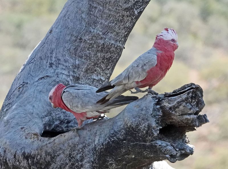 Galahs at nest hollow