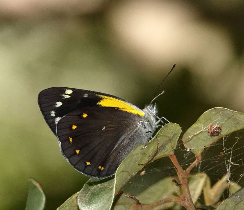 Yellow-spotted Jezebel
