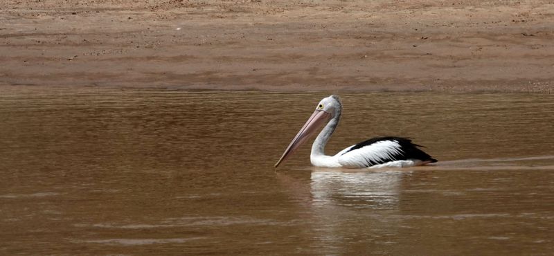 Australian Pelican