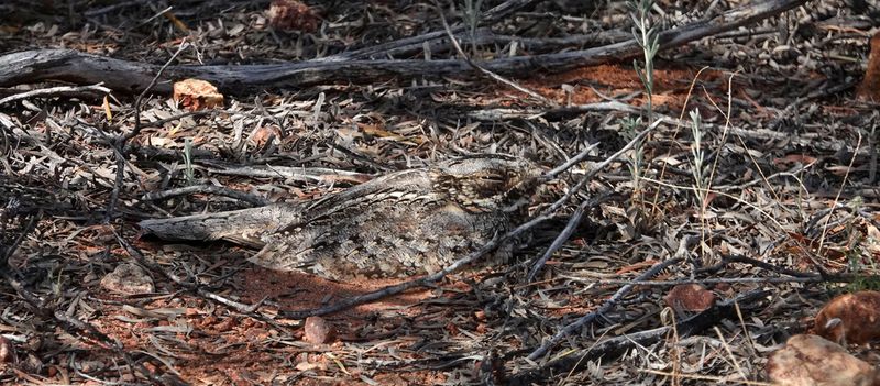 Spotted Nightjar