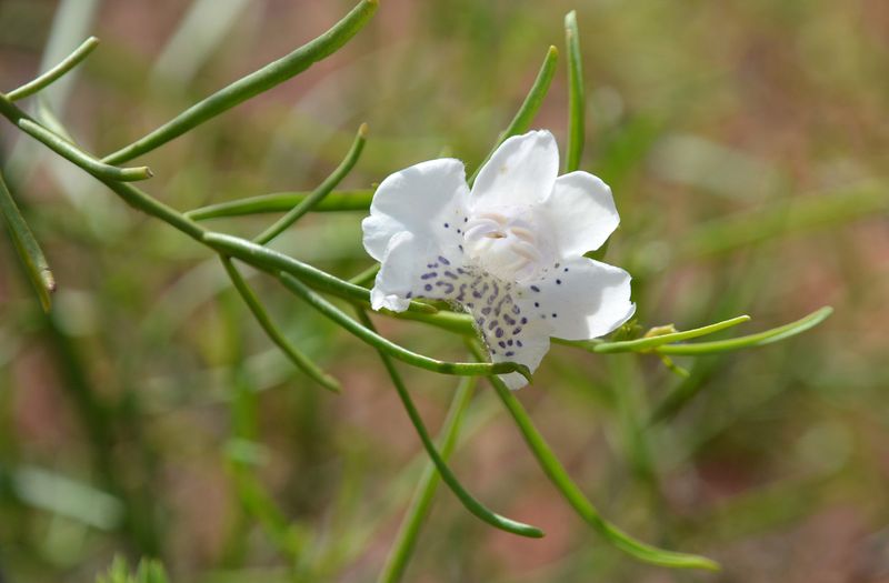Flowering Lignum