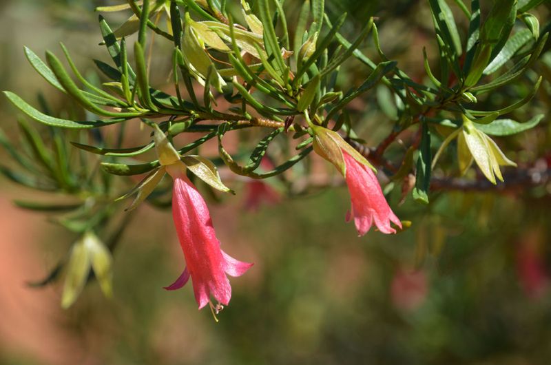 Scarlet Emu-bush