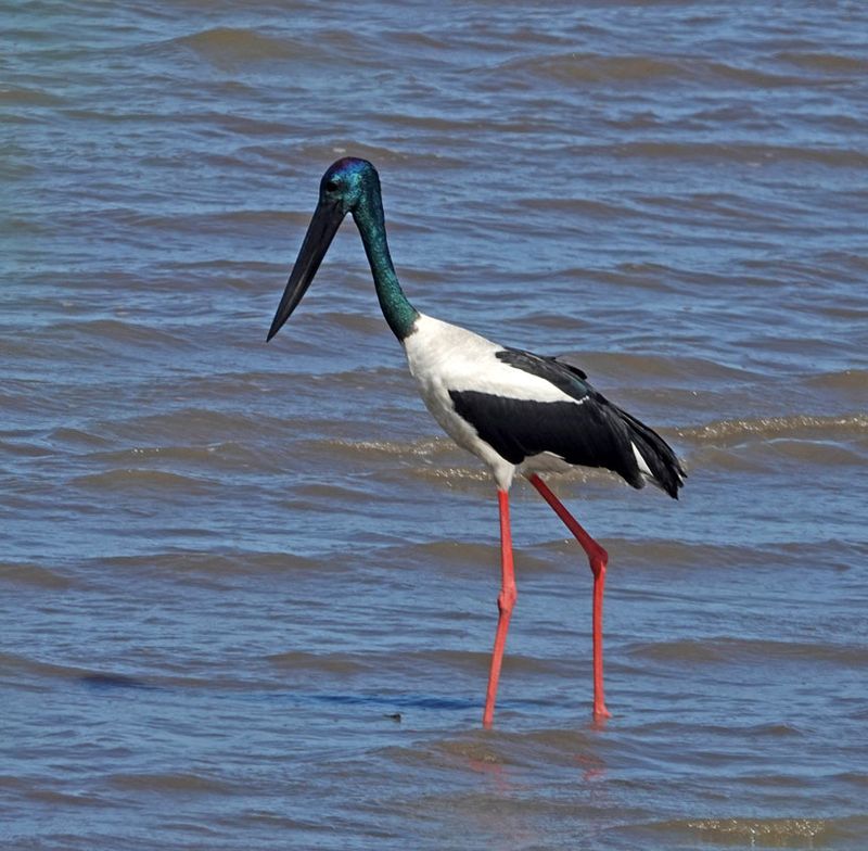 Black-necked Stork
