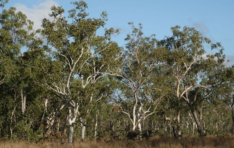 savanna woodland