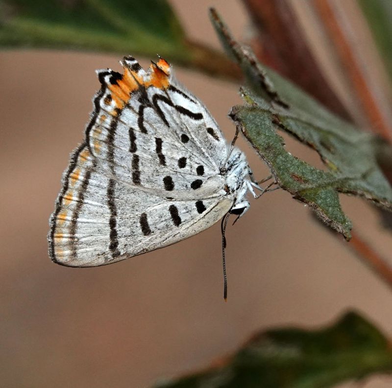 Northern Hairstreak