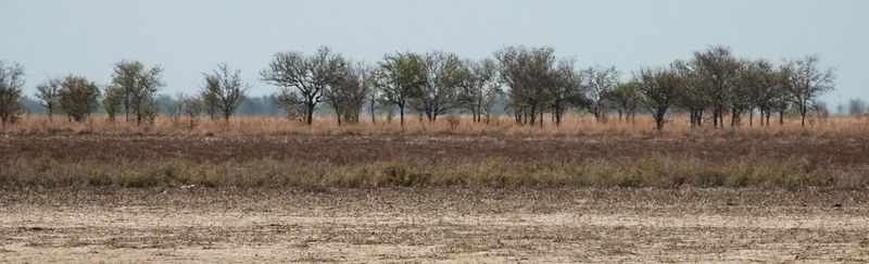 salted Karumba plain