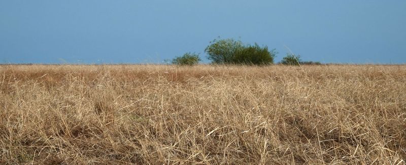 Karumba plain