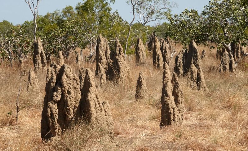 termite mounds