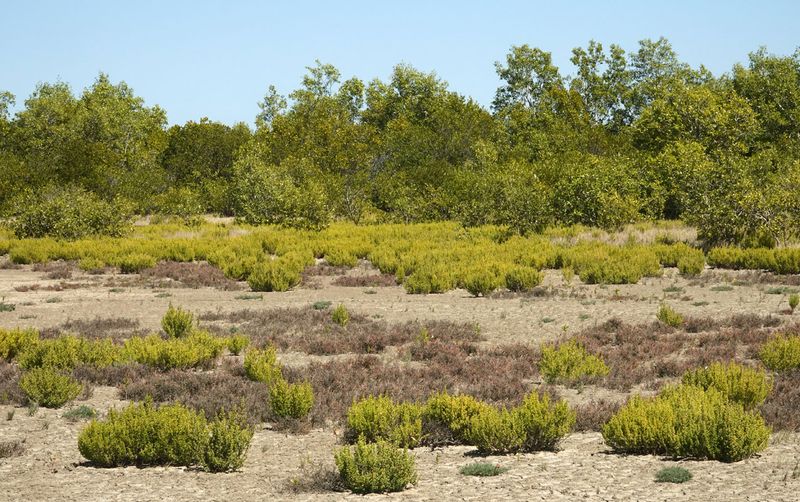 saltmarsh and mangroves