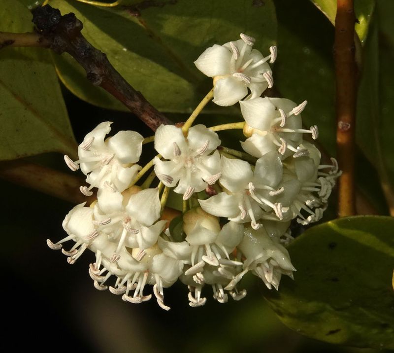 mangrove flowers