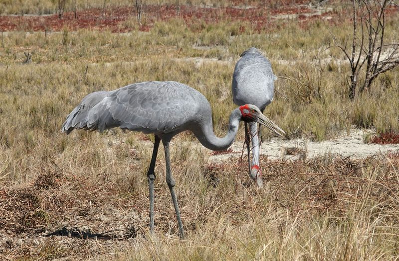 feeding in the saltmarsh