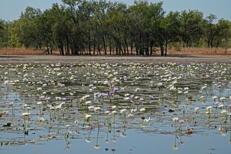 Muttonhole Wetland