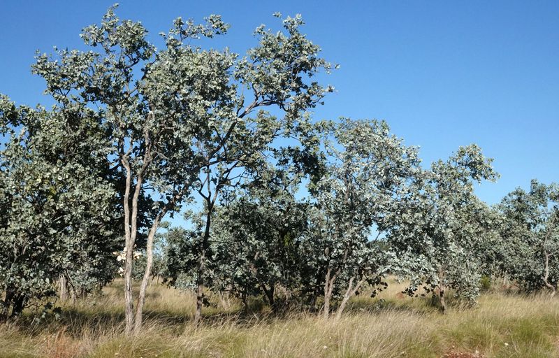 low open woodland of Silver Box