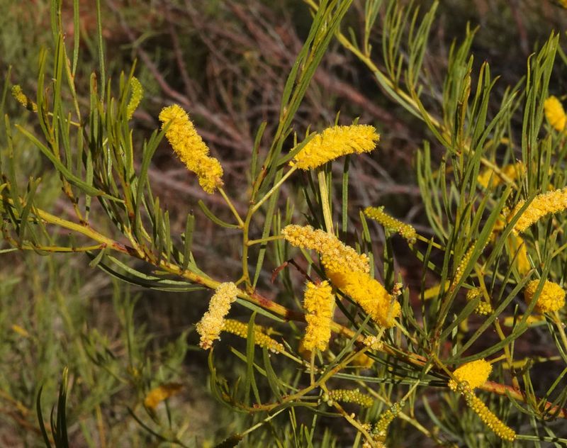 Turpentine (Acacia chisholmii)