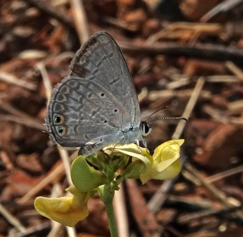 Spotted Pea-blue