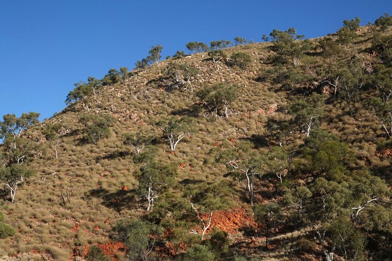 Dajarra landscape