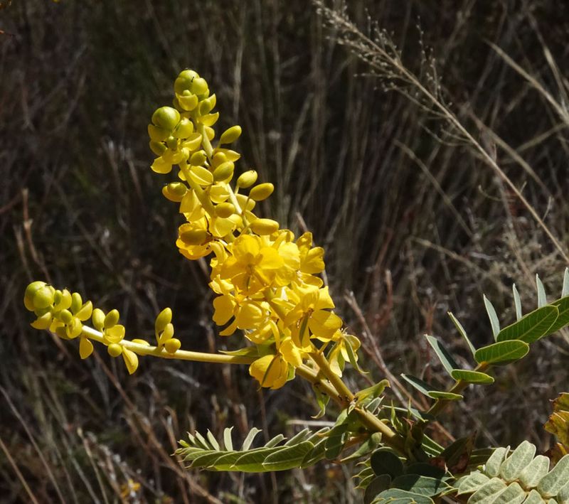 Graceful Cassia