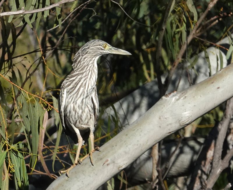 immature Rufous Night-heron