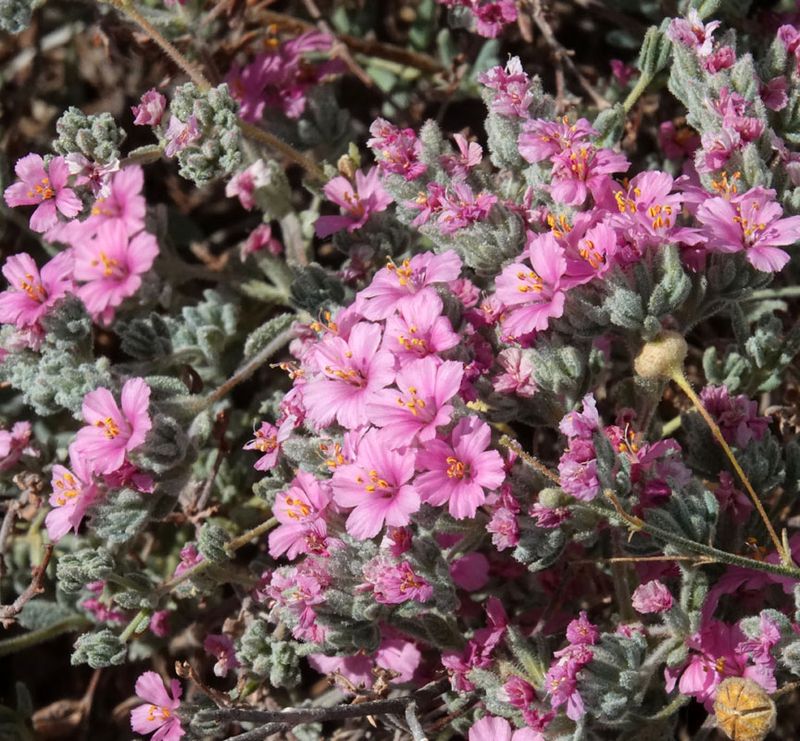 Bristly Sea-heath