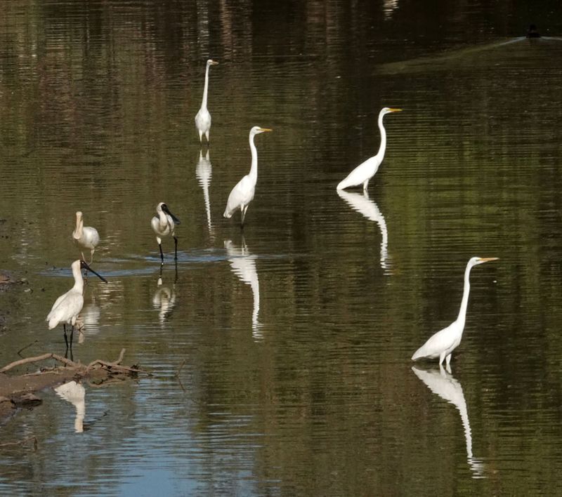 waterbirds Eyre Creek