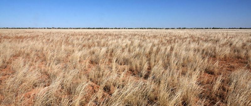 semi-arid Mitchell Grass plain