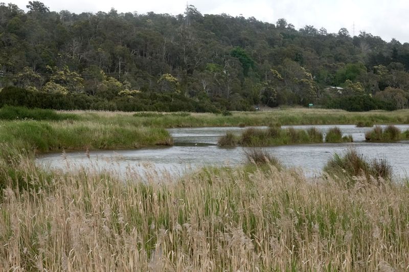 DSC08418 Tamar Is Wetland Tas.jpg