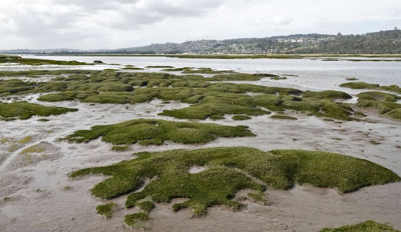 tidal saltmarsh