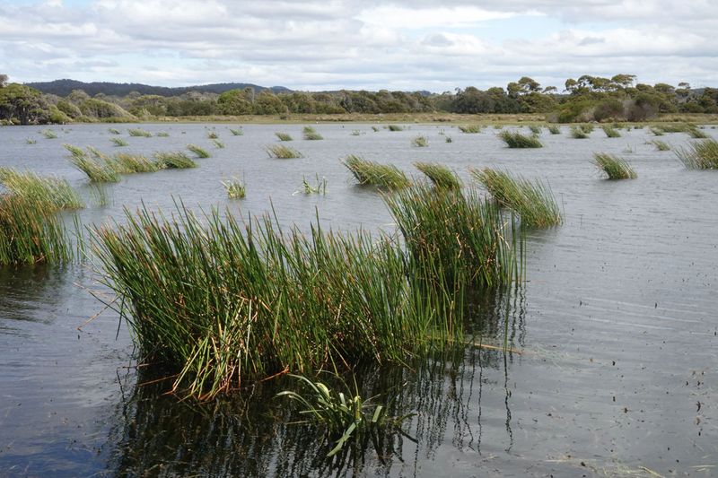 wetland