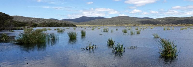 wetland