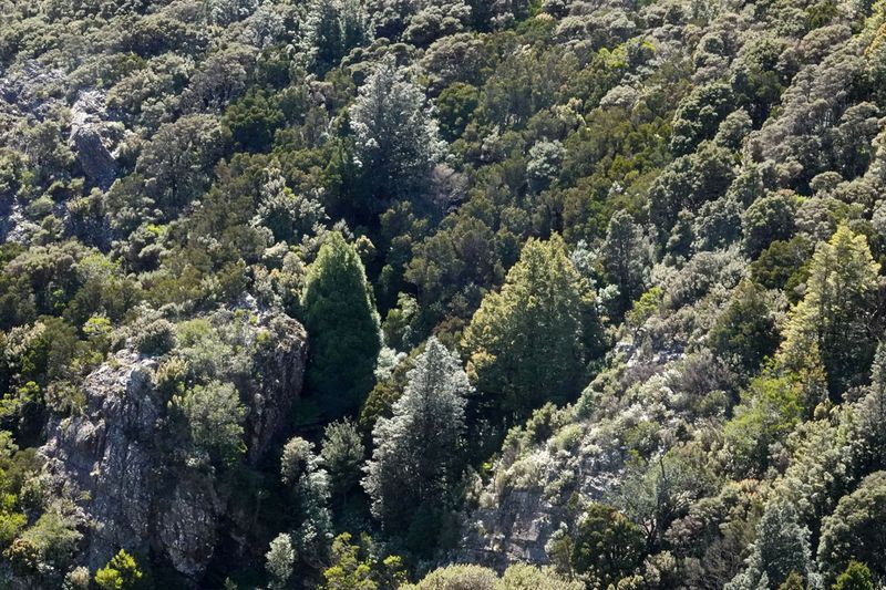 subalpine vegetation