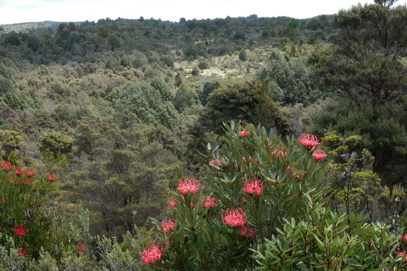 sub-alpine heath with Waratah