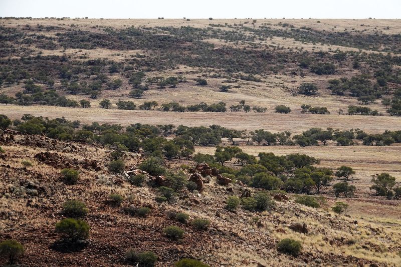 semi-desert vegetation