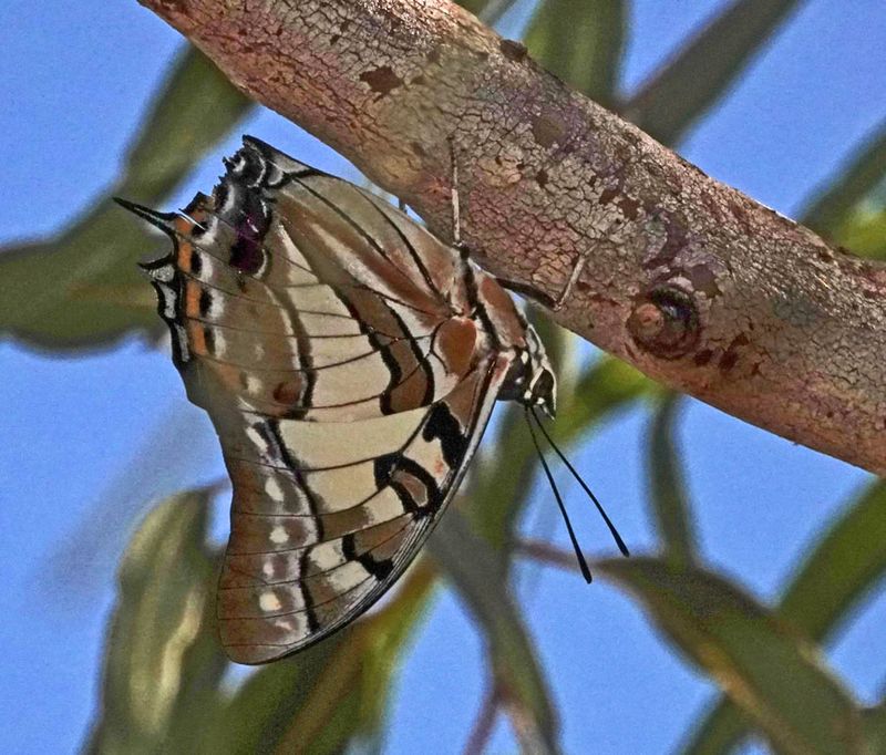 Tailed Emperor