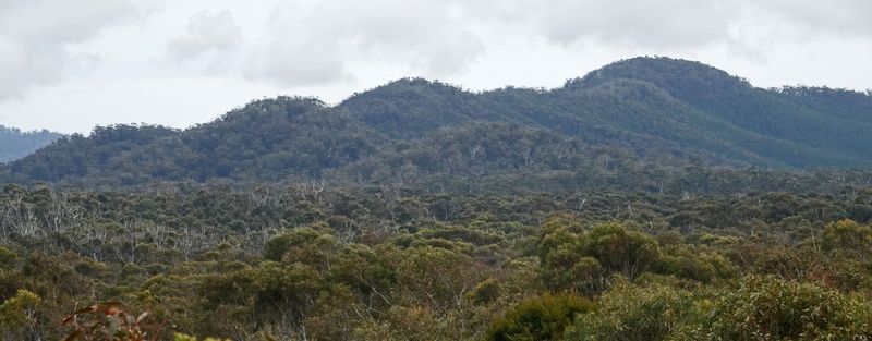 heath & forest