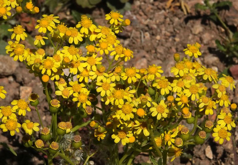 Depressed Groundsel