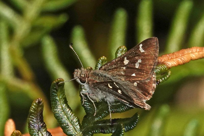 Two-spotted Grass-skipper