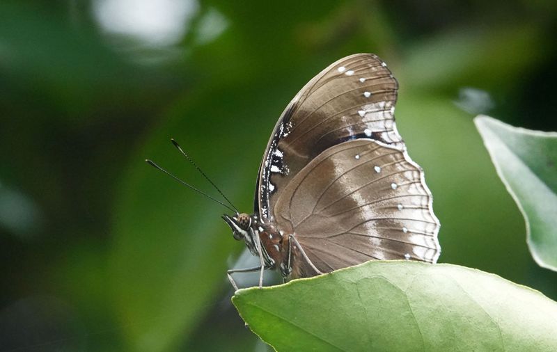 Blue-banded Eggfly