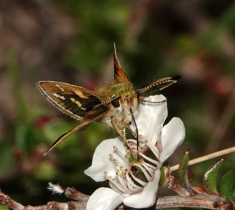 White-banded Grass-dart