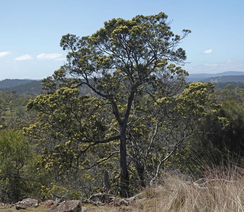 Black Wattle