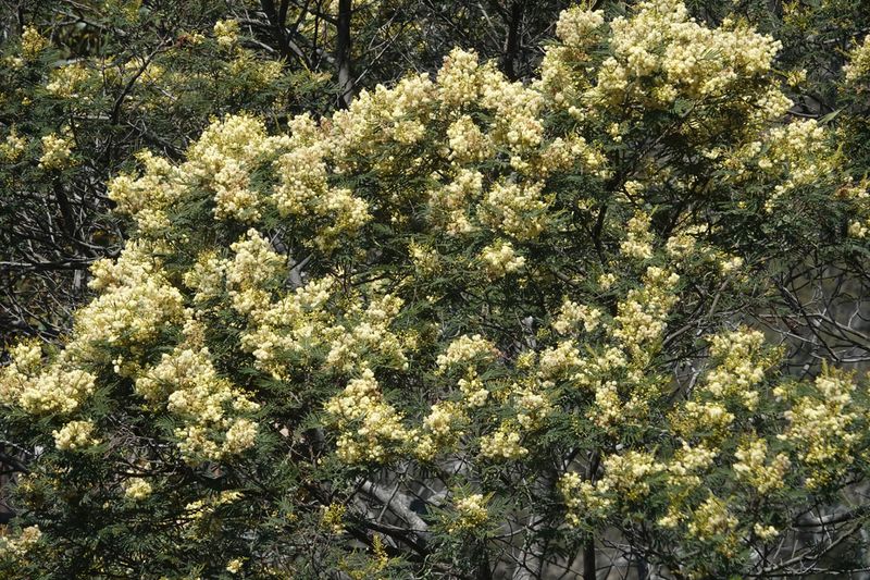 Black Wattle