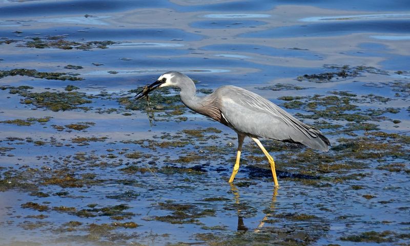White-faced Heron