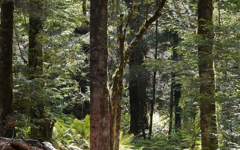 cool temperate rainforest