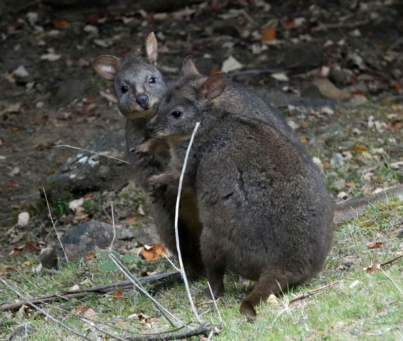 Tasmanian Pademelons