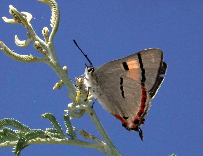 Silky Hairstreak