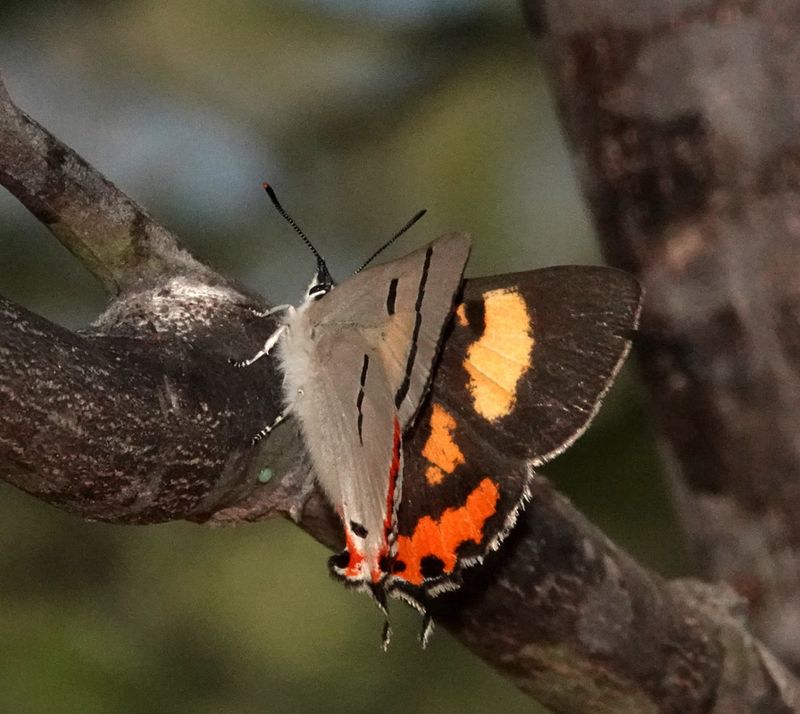 Silky Hairstreak