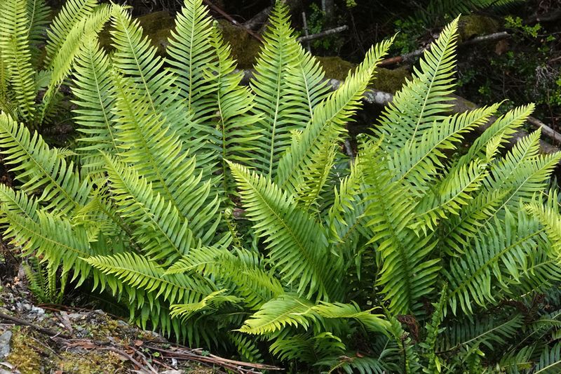 Fishbone Water-fern