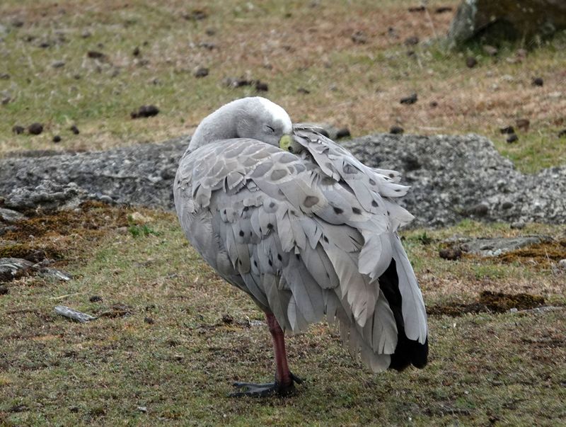 Cape Barren Goose