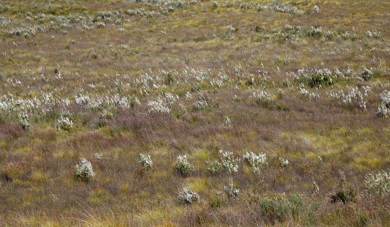 button-grass moorland